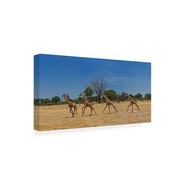 Piet Flour 'Wild And Free Giraffes' Canvas Art,16x32